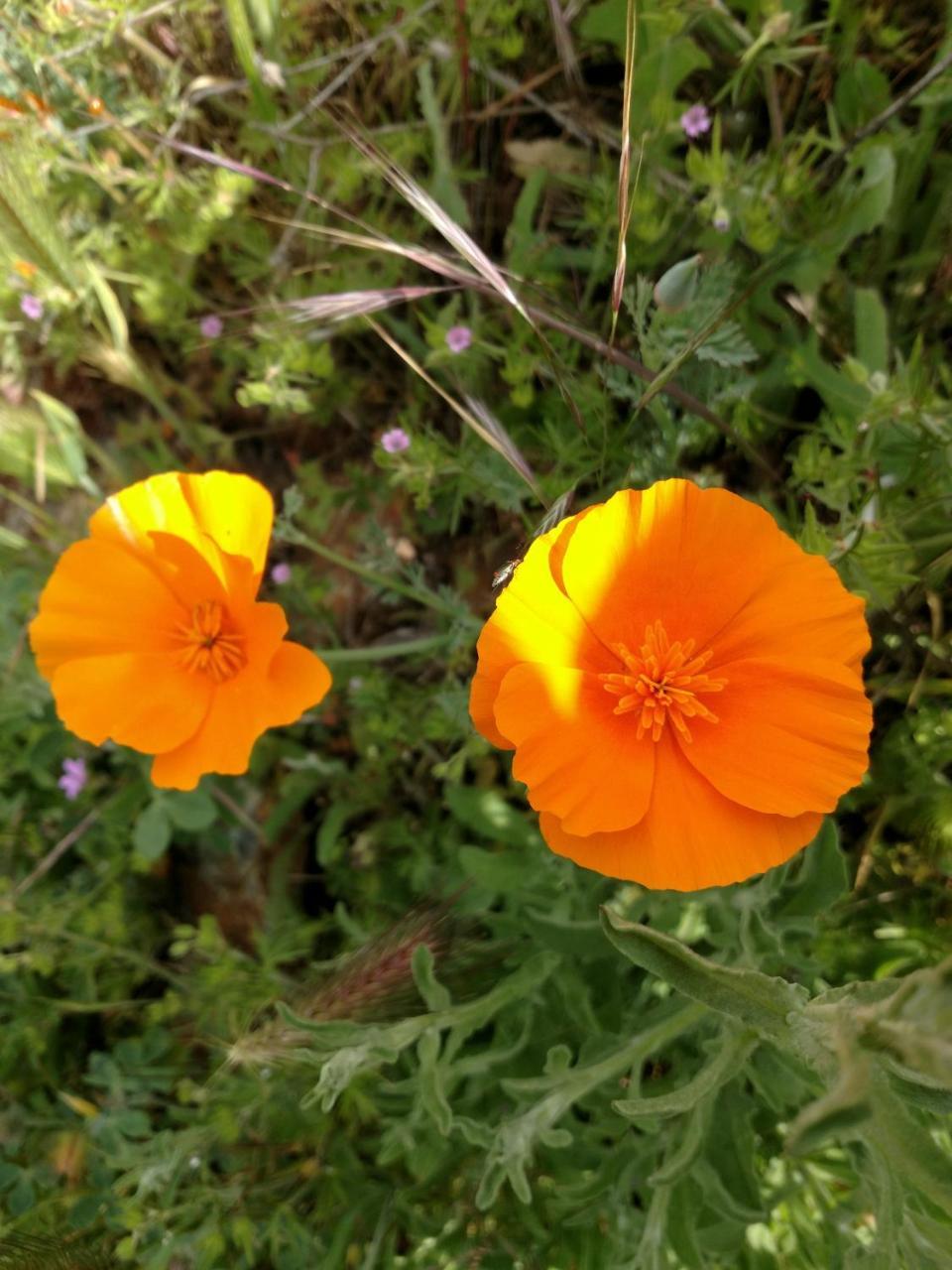 Engvadonia Yosemite B And B 马里波萨 外观 照片